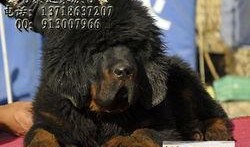 藏獒在线观看,在线揭秘神秘犬种传奇