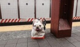 迪拜宠物博主爆料视频,奢华宠物生活幕后真相