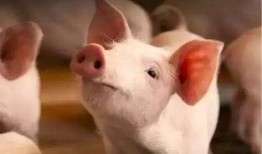 养猪视频热点爆料,视频爆料揭示惊人内幕