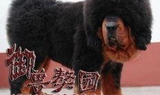 藏獒在线观看,在线揭秘神秘犬种传奇