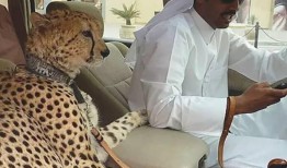 迪拜宠物博主爆料视频,奢华宠物生活幕后真相