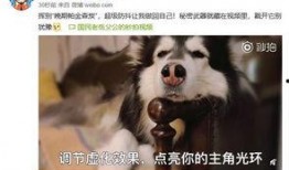 迪拜宠物博主爆料视频,奢华宠物生活幕后真相