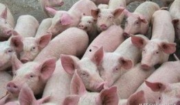 养猪视频热点爆料,视频爆料揭示惊人内幕