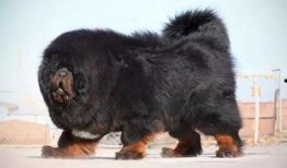 藏獒在线观看,在线揭秘神秘犬种传奇