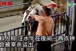 牛队爆料视频,精彩瞬间与幕后故事