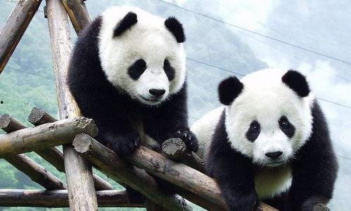 娱乐吃瓜大熊猫视频下载